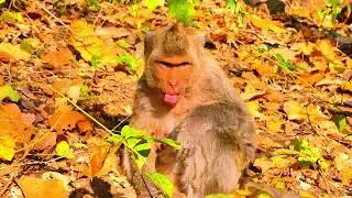 O.m.g..! I️ I don&rsquo;t know who set a trap for Bella the monkey. I feel so sorry for her 😢