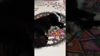 Sidney the Puzzle Kat #mandala #timelapse #jigsawpuzzle #1000piece #cat