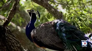 South Florida veterinarian, city of Pinecrest team up to control peacock population