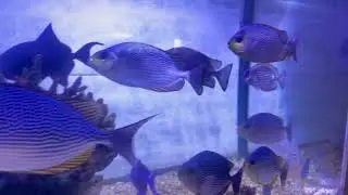 Namma Bengaluru Aquarium || Best fish show in Bengaluru || Best place in Bengaluru #Bengaluru