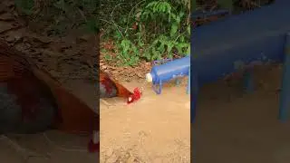 DIY wild chickens trap using bottle #trapping #shorts #animaltrap  #trappinglife