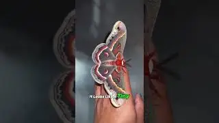 &ldquo;Beautiful silk moth.&rdquo;#fyp #foryou #animals #tiktok #viral