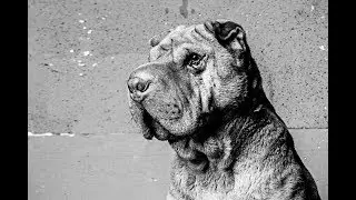 Slow Motion Shar Pei shakes after shower