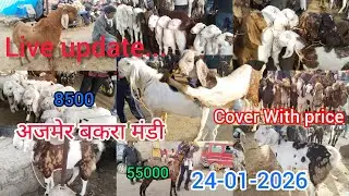 24-01-2026 AJMER BAKRA MANDI LIVE UPDATE COVER WITH PRICE||RAJASTHAN GOAT MARKET LATEST UPDATE 8500