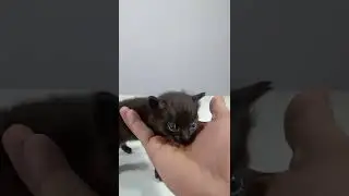 Cute little kittens learning to walk ☺️😍😍💕# shorts