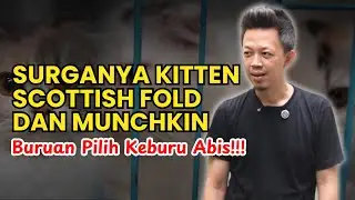 OPEN ADOPSI SCOTTISH FOLD ADA KITTEN JUGA INDUKAN!!! Intip dan DP Sekarang Jangan Sampai Kehabisan!!