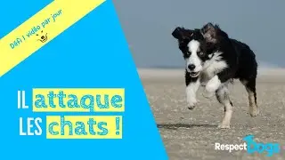 Comment APPRENDRE à son chien à ne PAS COURSER LES CHATS ?