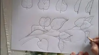 Como desenhar folhas simples