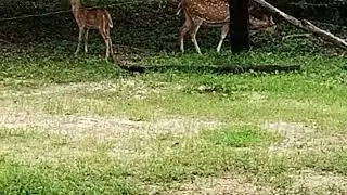  👇The Sri Lankan axis deer (Axis axis ceylonensis) or Ceylon spotted deer only Sri Lanka.