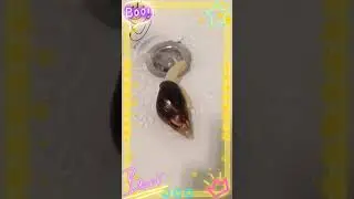 Шлёпа купи купи=)