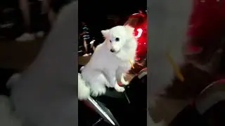Cute dog video #YoutubeShorts #Shorts #dog