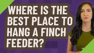 Where is the best place to hang a finch feeder?
