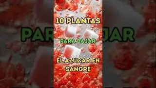 10 Plantas Medicinales que Ayudan a Bajar el Az&uacute;car en la Sangre