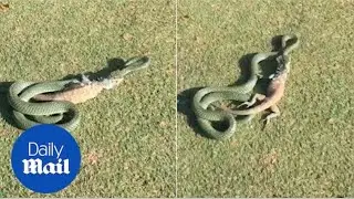 Snake seen eating a two-feet-long iguana on a golf course - Daily Mail