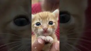 my cute cats and beautiful 🥰🥰 #viralvideo #1millionviews #aivideo #ai #beautifulvideo