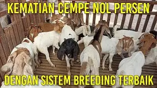 Sistem Breeding Kambing Ini Angka Kematian Nol Persen | Kandang Kambing Semi Umbaran