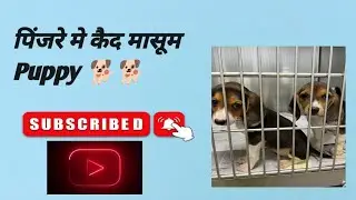 Beagle puppy|पिंजरे मे कैद 🥺cute beagle puppy🐕#youtube#funny video#cute beagle dog