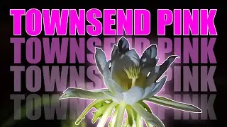 Townsend Pink Dragon Fruit Flowering! | Our First Bloom