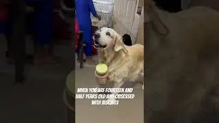 Biscuit obsession