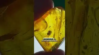 Тысячи долларов за комарика из Юрского периода?!