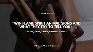 Twin Flame Spirit Animal Sings and what they try to tell you