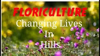 FLORICULTURE: CHANGING LIVES IN HILLS #MARIGOLD #ROSE #floriculture #tulips