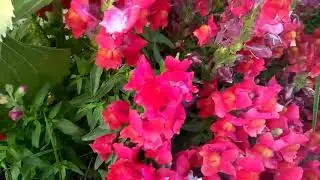 656 - Dwarf - Dog Flowers/ Antirrhinum/Snapdragon /Bunny Mouth/ (Hindi /Urdu) 1/3/18