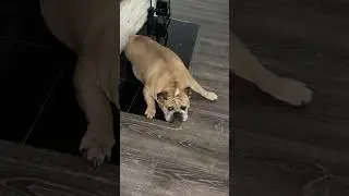 Она говорит как медведь 🤣