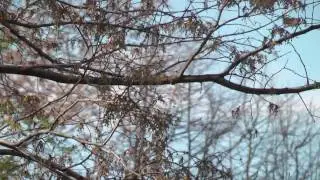 Panasonic HDC-TM700 stabilization video sample 2