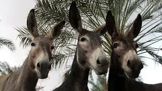 700 чудес света. Святая земля. 7 серия