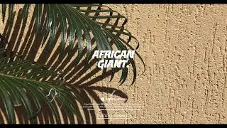 [FREE] Burna boy x Wizkid x Afrobeat Type Beat 2020 - African Giant