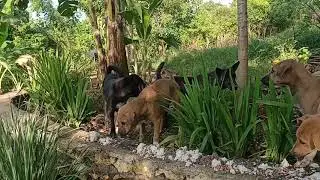 How many dogs can you see?