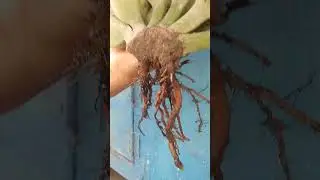 banana roots growing #shorts #short #shortvideo