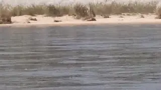 Rimchaksoa dikdiksana