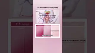 Первый триместр беременности