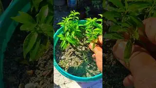mini Chandni plant from cuttings #shorts