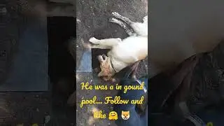 fastest way to dig a pool! #music #dog #roblox #youtubeshort