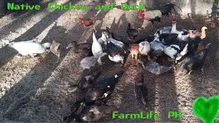 Farm Update | Feeding The Native Chicken and Ducks | FarmLife PH