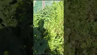 левкойный желтушник мелтушник