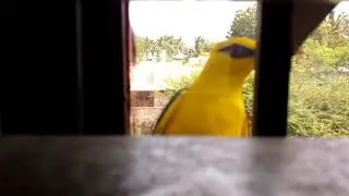 YELLOW BIRD SOUND