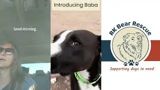 Search for RV | RK Bear Rescue