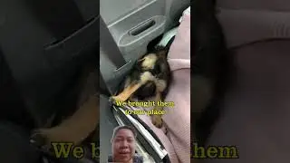 Rescusing someone dogs on the roadside #rescue #dog #puppy #pets #doglover #rescuedog #animalrescue