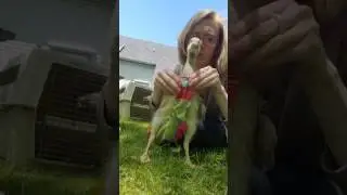 Goose diaper - gosling
