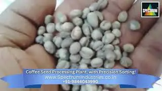 Inside the Coffee Seed Processing Plant, with Precision Sorting!