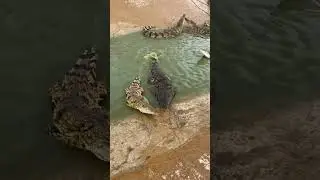 #crocodile #baffling animal behavior #crocodile prince #dangerous actions, 2
