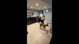 Rhodesian Ridgeback puppy training and tricks