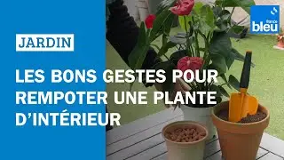 Les bons gestes pour rempoter une plante d'int&eacute;rieur