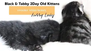 Newborn Black Tabby Kitten