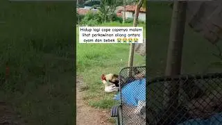 Crossbreeding between chicken and duck#trending #videolucu ##kawincampur #animals #shorts