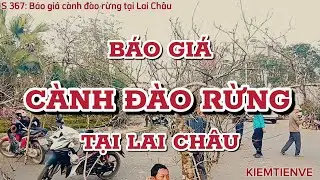 BÁO GIÁ CÀNH ĐÀO RỪNG TẠI LAI CHÂU